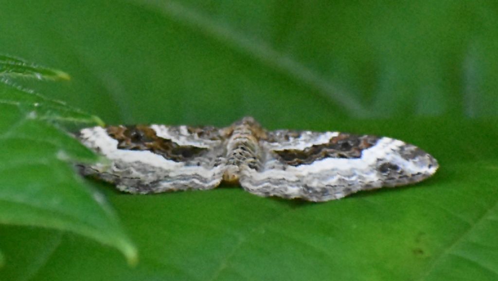 Falena da identificare